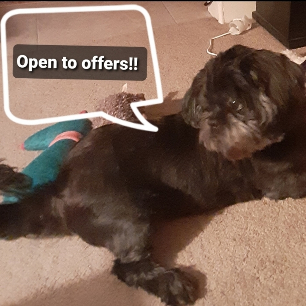 Open to offers(pup not for sale)😊🐶
